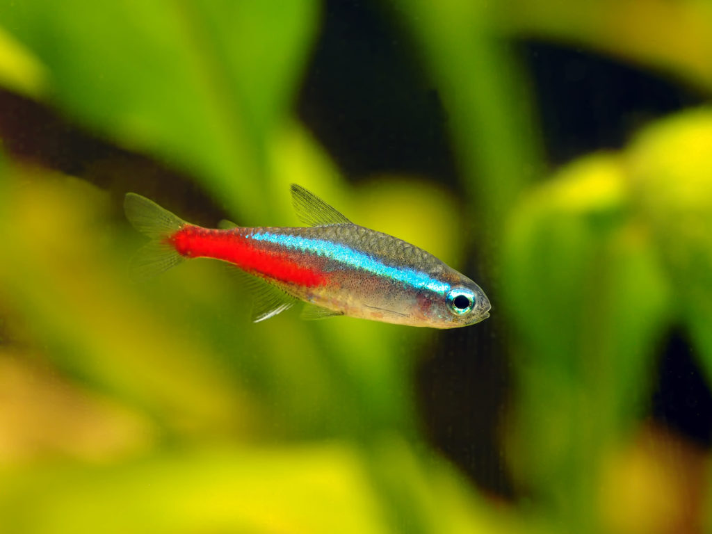 Poisson d'eau douce coloré : 10 pour un aquarium réussi