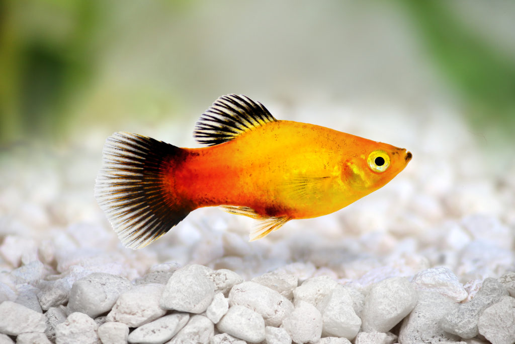 poisson platy orange nage au fond de l'aquarium au-dessus de petits caillous