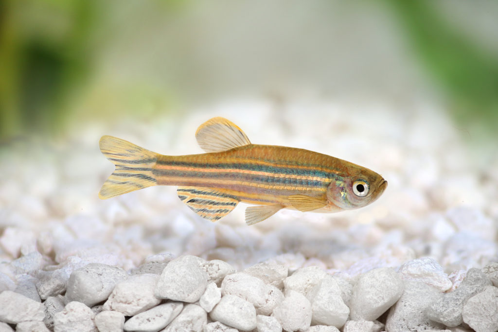 Poisson-zèbre nage au fond de l'aquarium au-dessus des cailloux