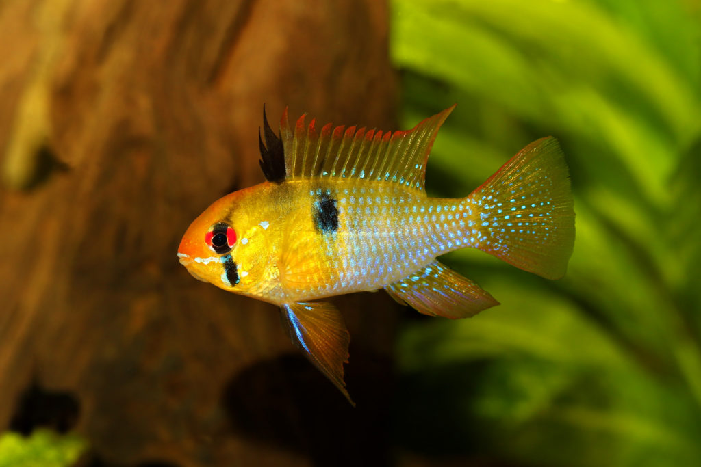 poisson ramirezi qui nage dans son aquarium