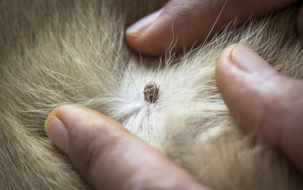 leishmaniose chez le chien tique accrochée à un chien vue de très près