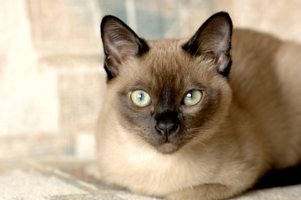 Chat tonkinois brun qui regarde attentivement