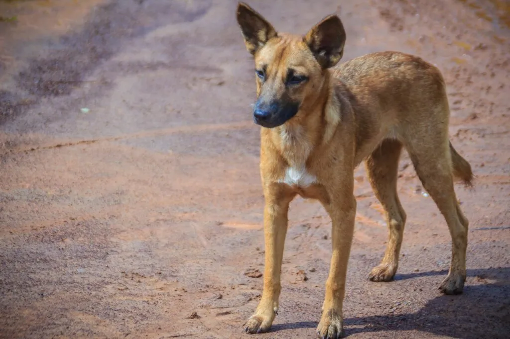 un chien se promène