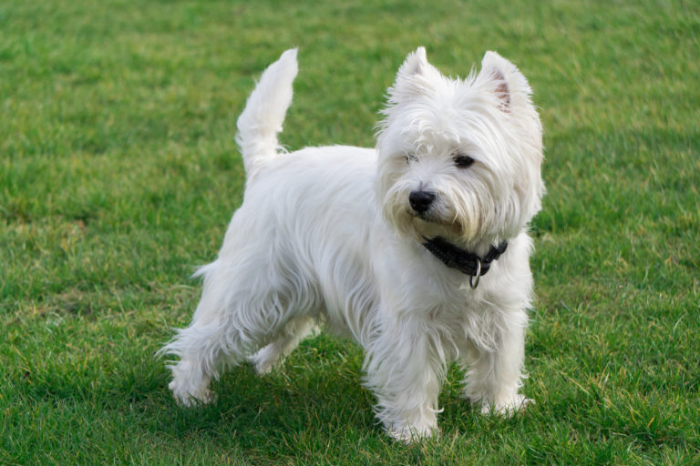 Westie debout sur de la pelouse