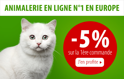 Chat Bengal Tout Savoir Sur La Race à Lapparence De Fauve