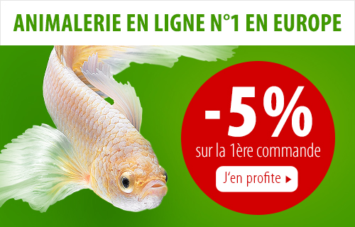 Les 10 Poissons Daquarium Les Plus Populaires Magazine