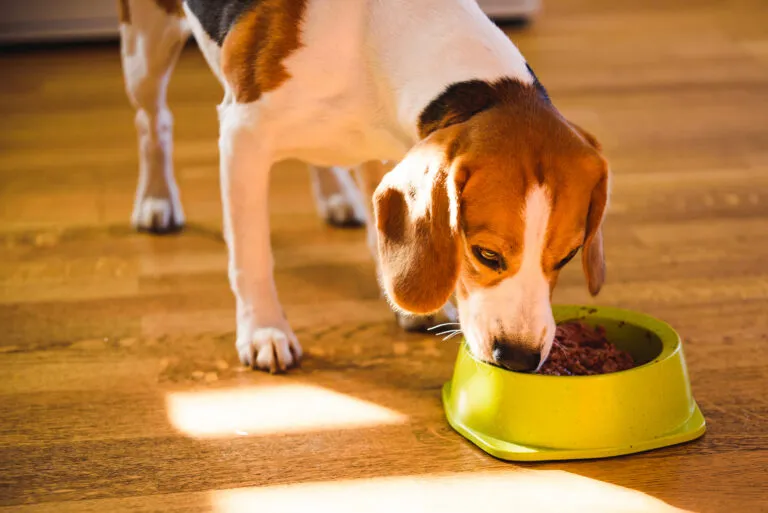 Un Beagle en train de manger