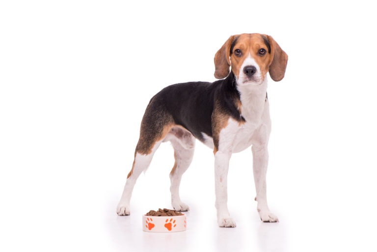 beagle à côté d'une gamelle de croquettes