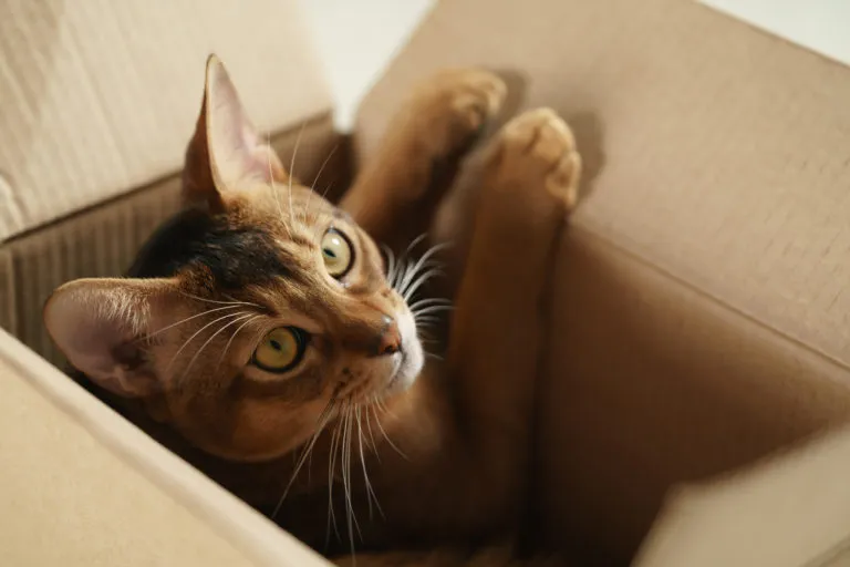 demenager avec son chat chat dans un carton