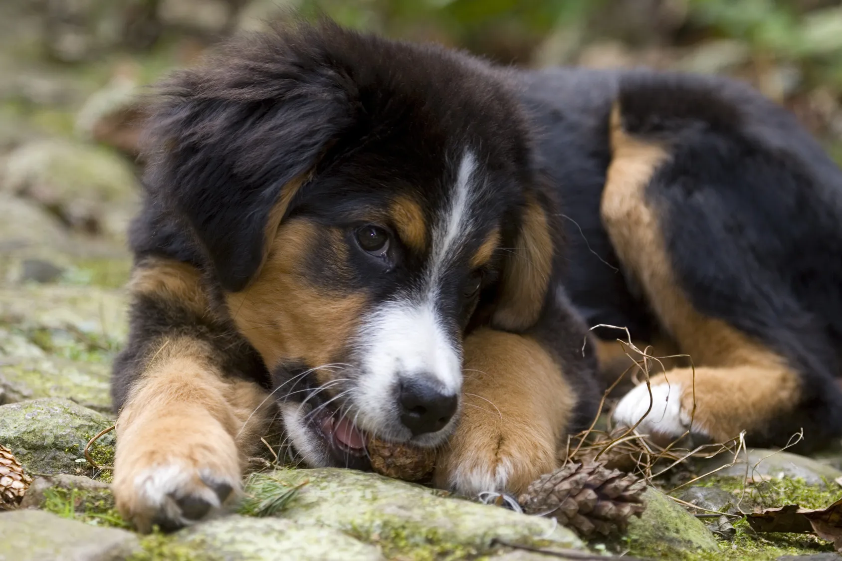 Alimentation du bouvier bernois chiot bouvier bernois allongé