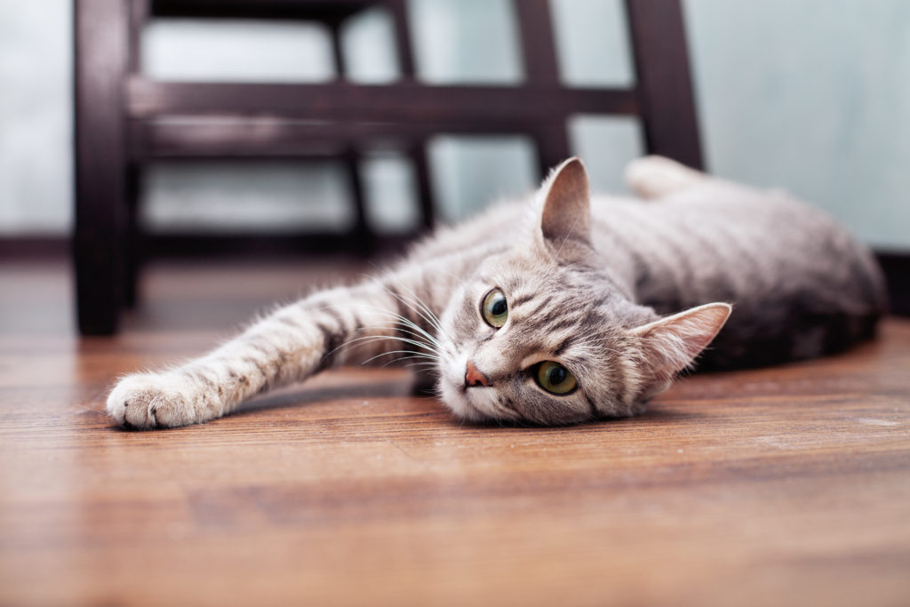 Chat gris allongé sur le parquet