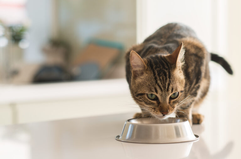 Un chat mange de la taurine dans sa gamelle sur une table