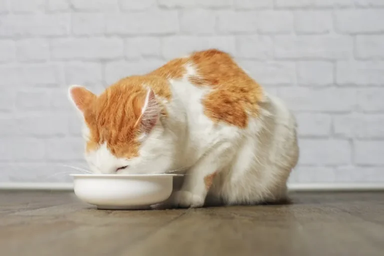 Un chat blanc et roux mange dans sa gamelle Un chat blanc et roux mange dans sa gamelle