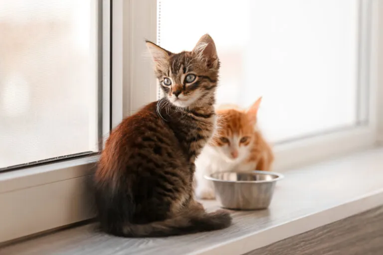 Cute little kittens on window sill ab wann geben kätzchen kittenfutter