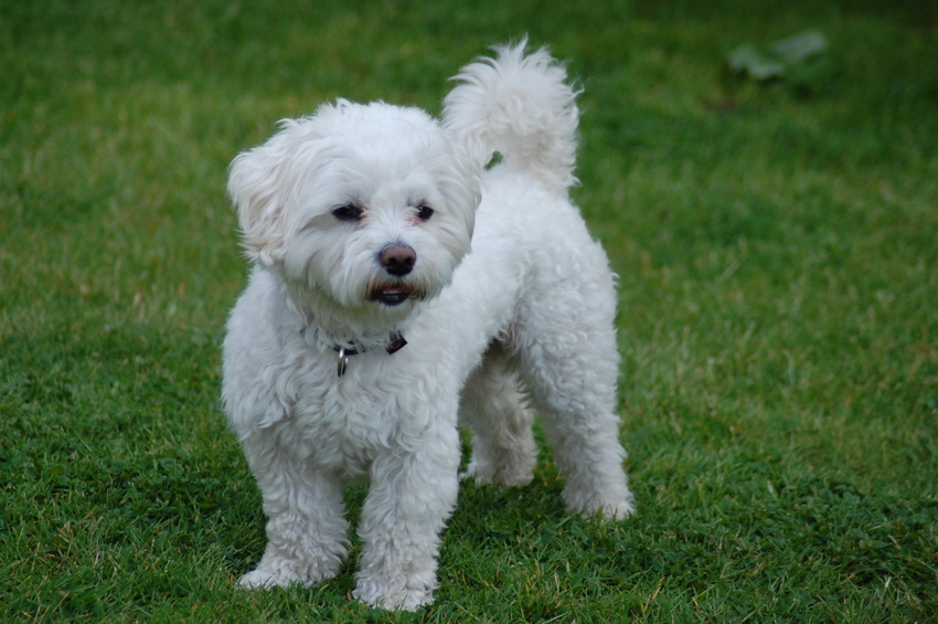 Un bichon maltais se tient debout dans l'herbe.