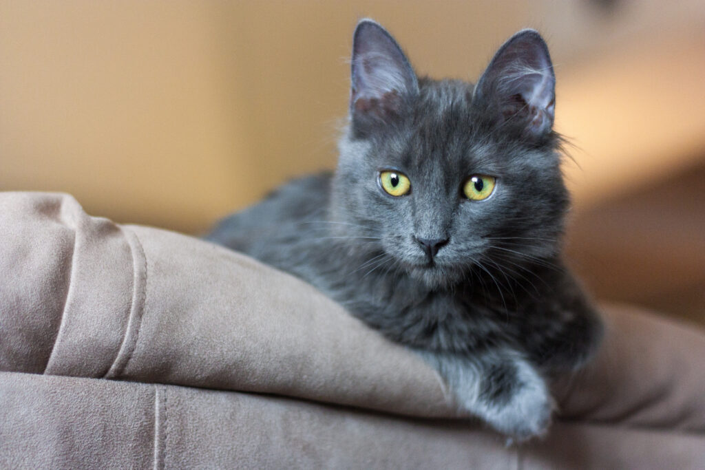 chaton nebelung aux reflets argentés