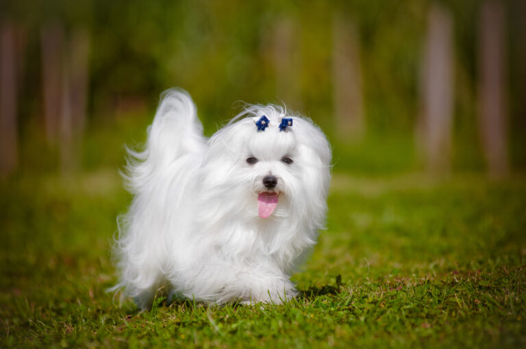 bichon maltais qui court dans l'herbe