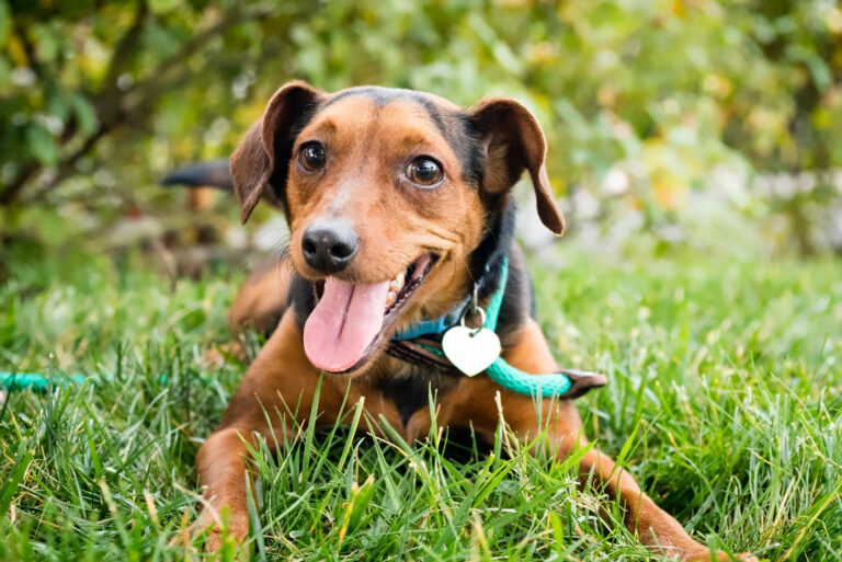 Petit chien brun qui sourit, allongé dans l'herbe