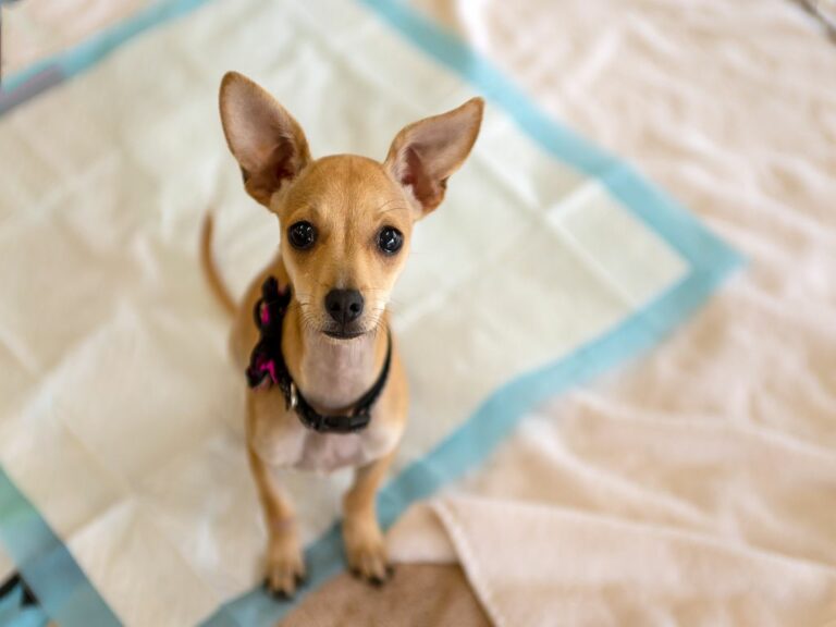 chiot chihuahua sur un tapis de propreté