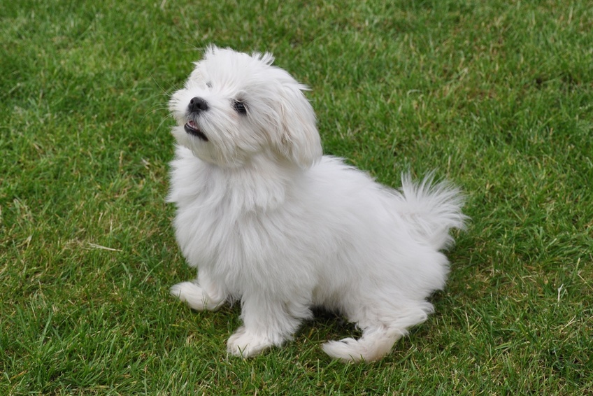 Petit bichon maltais assis dans l'herbe, regardant vers le haut.