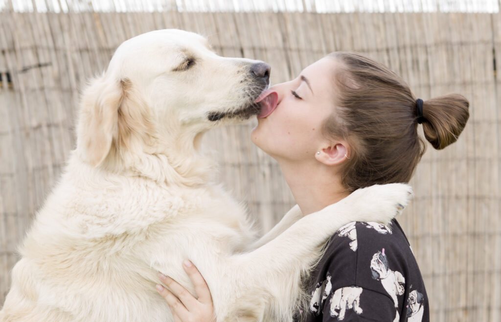 golden retriever qui fait un calin