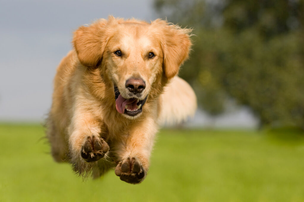 Golden retriever qui saute dans un pré.