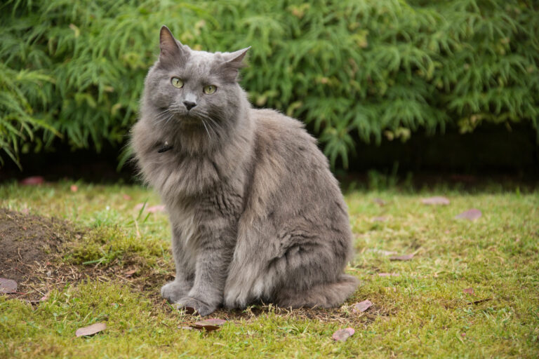 beau chat nebelung assis dans l'herbe