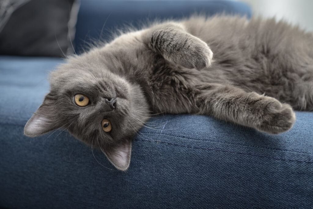 un chat nebelung allongé sur le dos cherche à jouer