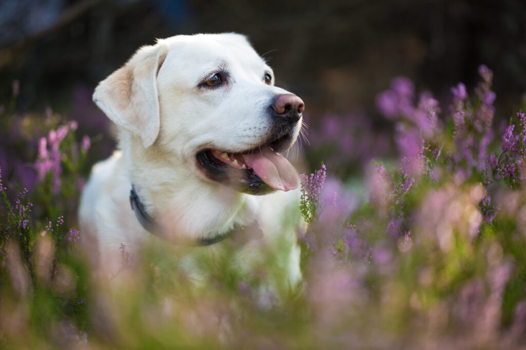 Labrador retriever au milieu de fleurs violettes