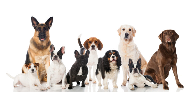 Neuf chiens de races différentes