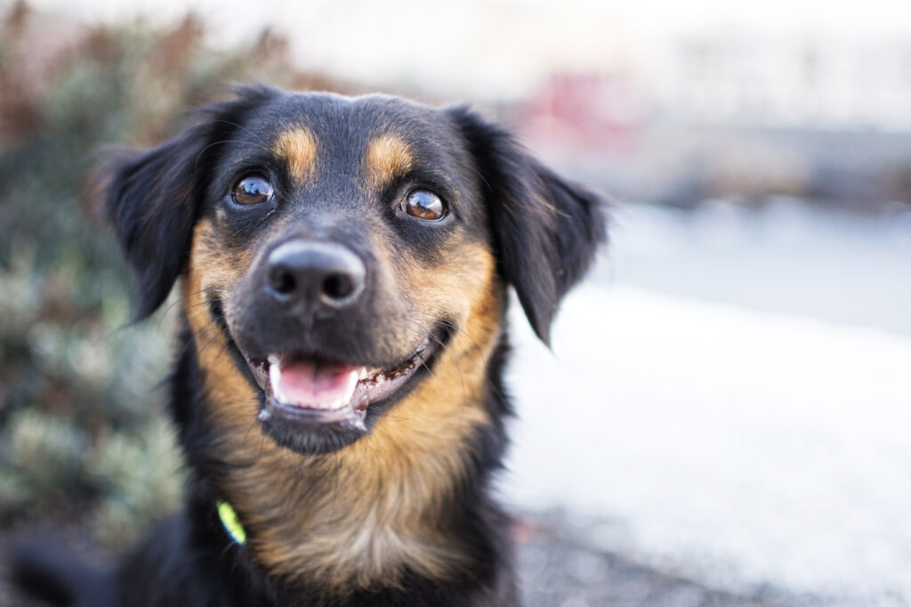 Regard d'un chien heureux.