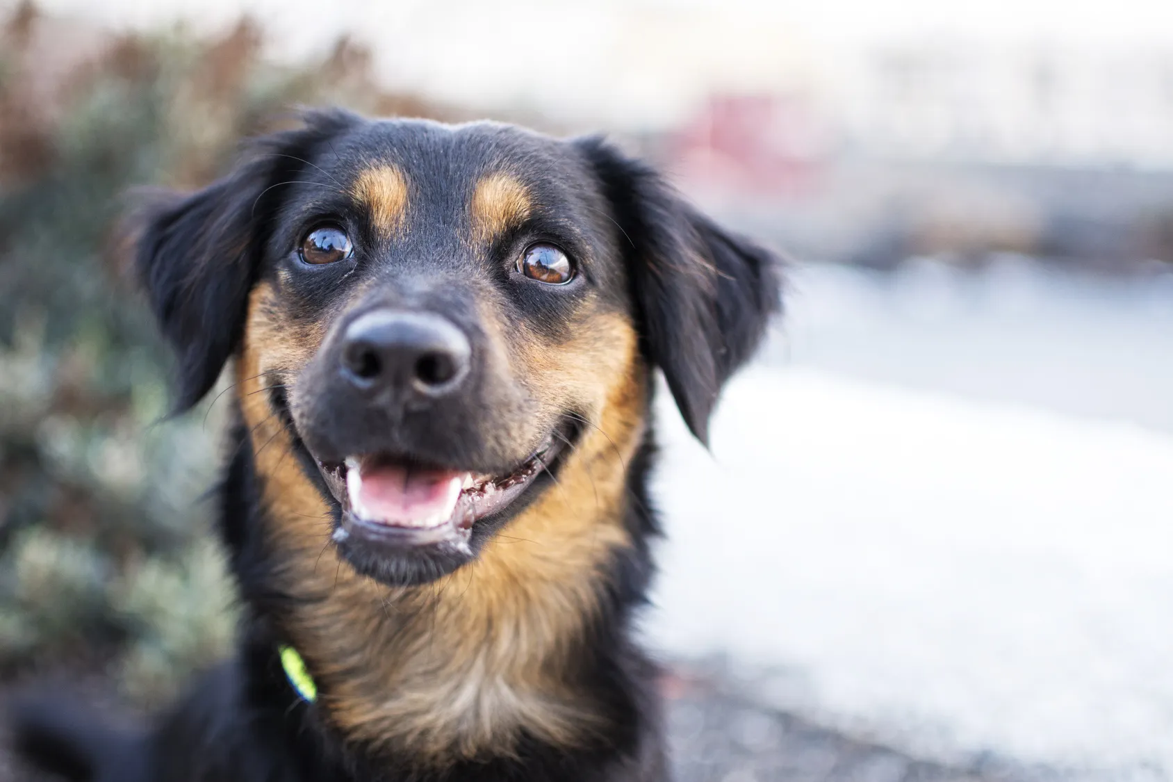 Regard d'un chien heureux.