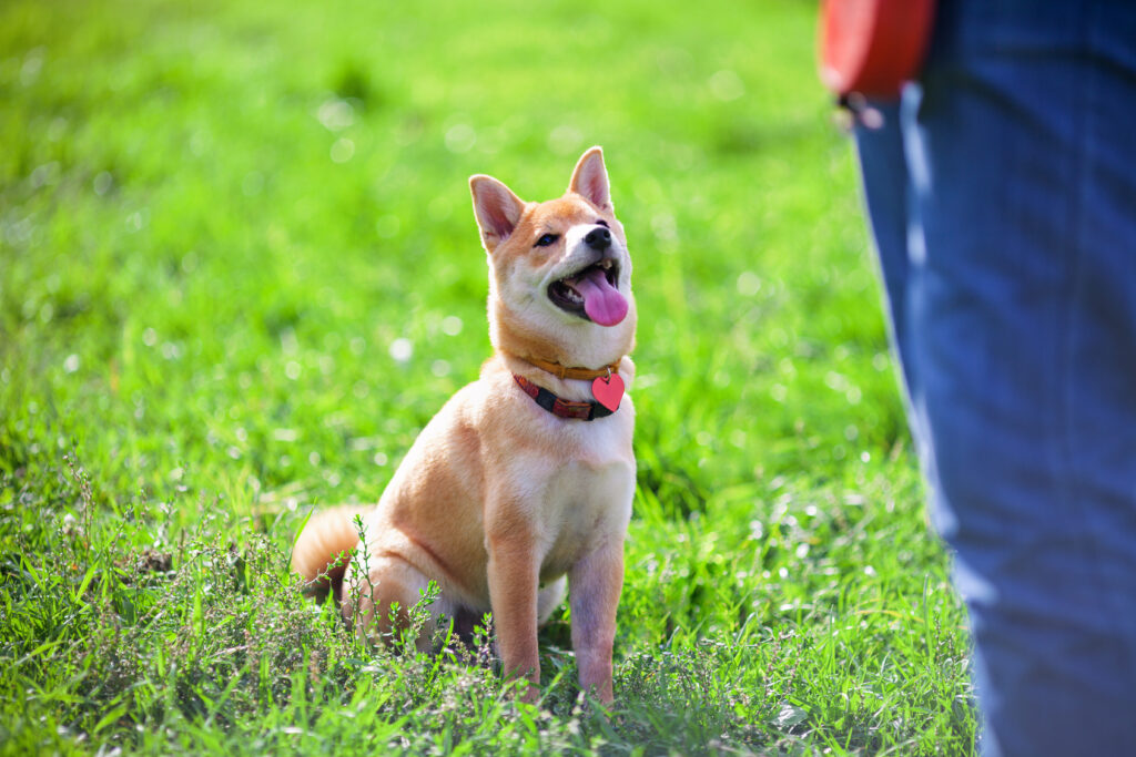 Un shiba inu écoute son maître attentivement.