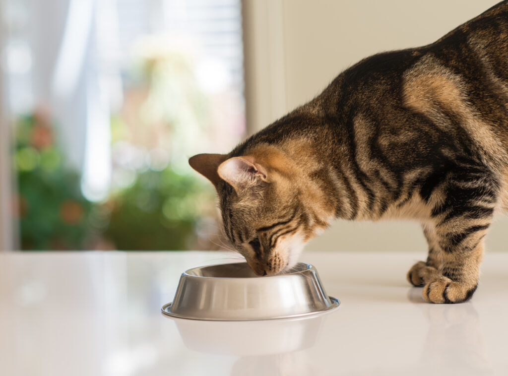 Un chat mange de la taurine dans une gamelle en métal.