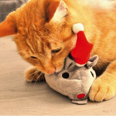 cadeau noel chat