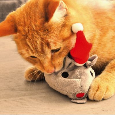 QUEL CADEAU OFFRIR A VOTRE CHAT POUR NOËL? DES JOUETS ? DES