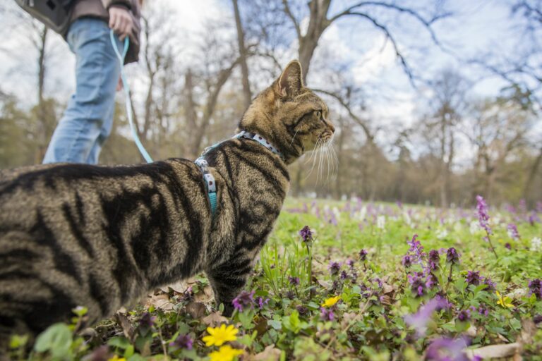 Promener Son Chat Comment L Habituer A La Laisse Magazine Zooplus