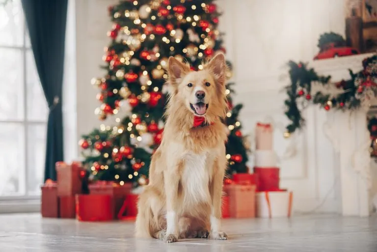 Un chien est assis devant un sapin et des cadeaux