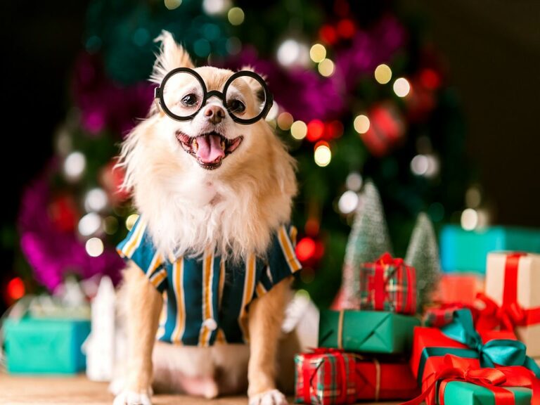 Chihuahua heureux entouré de cadeaux de Noël
