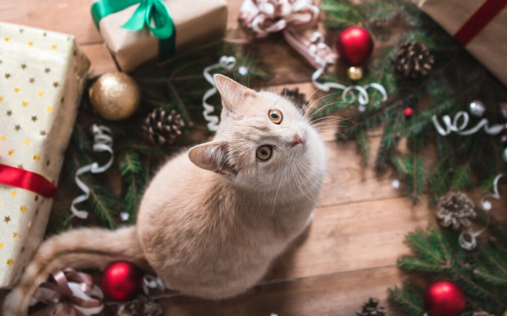 chat roux au milieu des décorations de Noël