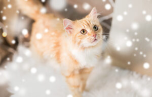 6 raisons de ne pas offrir un chat pour Noël