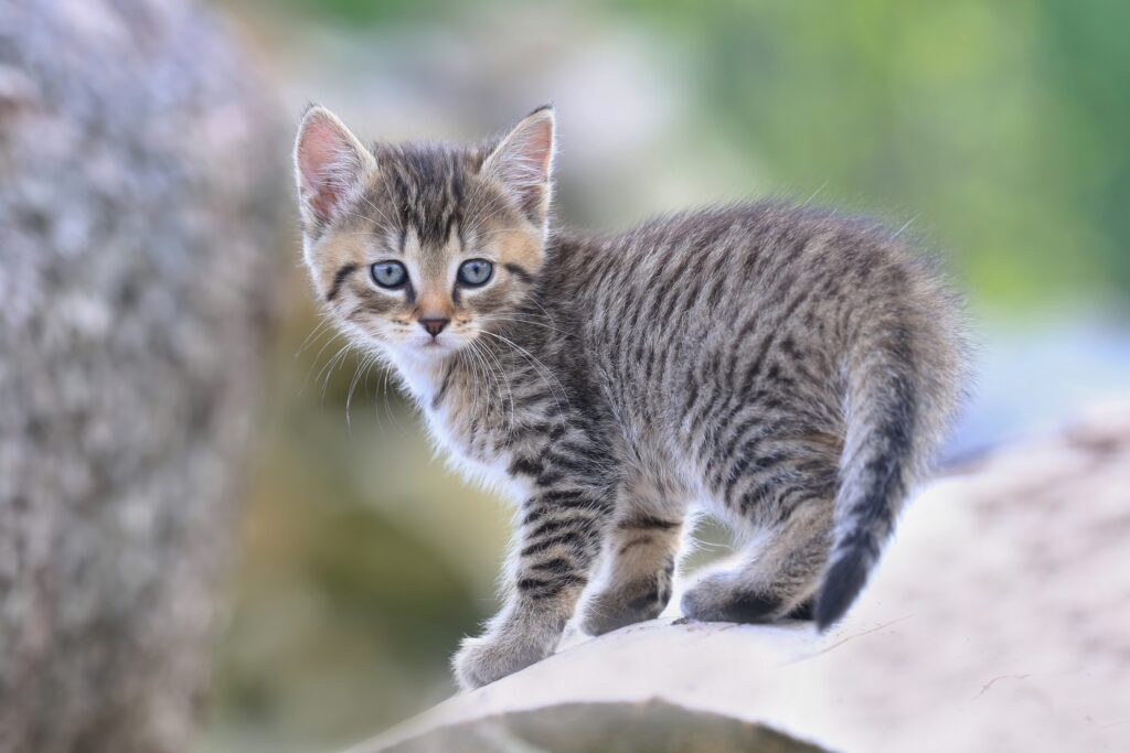 Chat Abandonne Chat Errant Bien Agir Magazine Zooplus