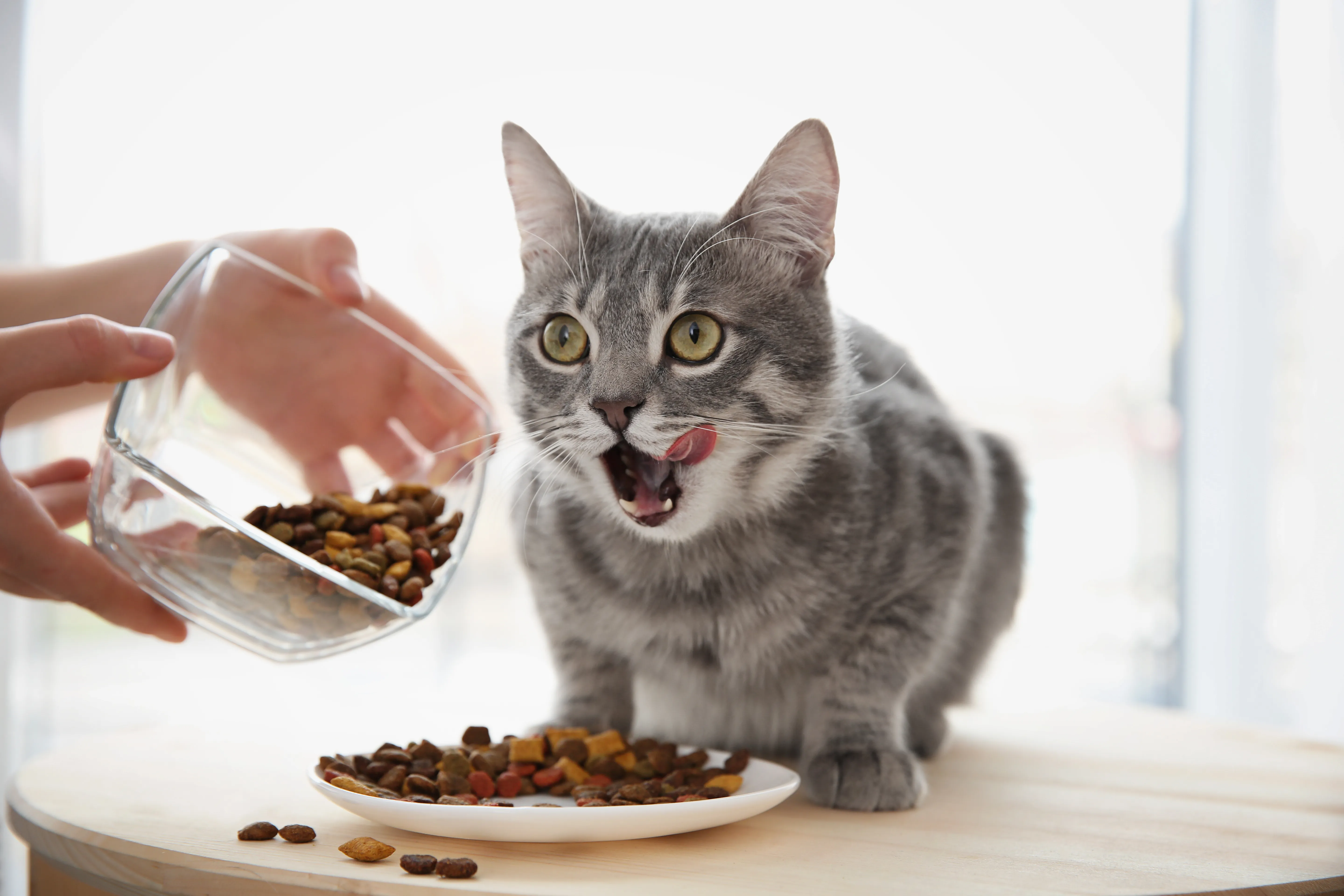 Comment bien nourrir son chat selon son âge Une personne nourrit un chat adulte avec des croquettes dans une assiette