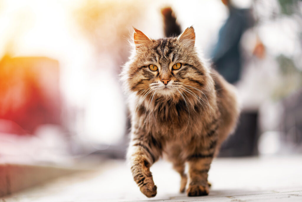 souris téléguidée pour chat