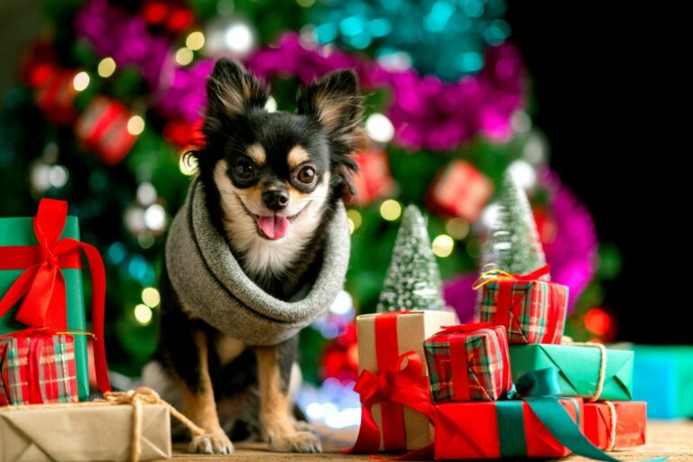 Idées cadeaux de Noël pour chien