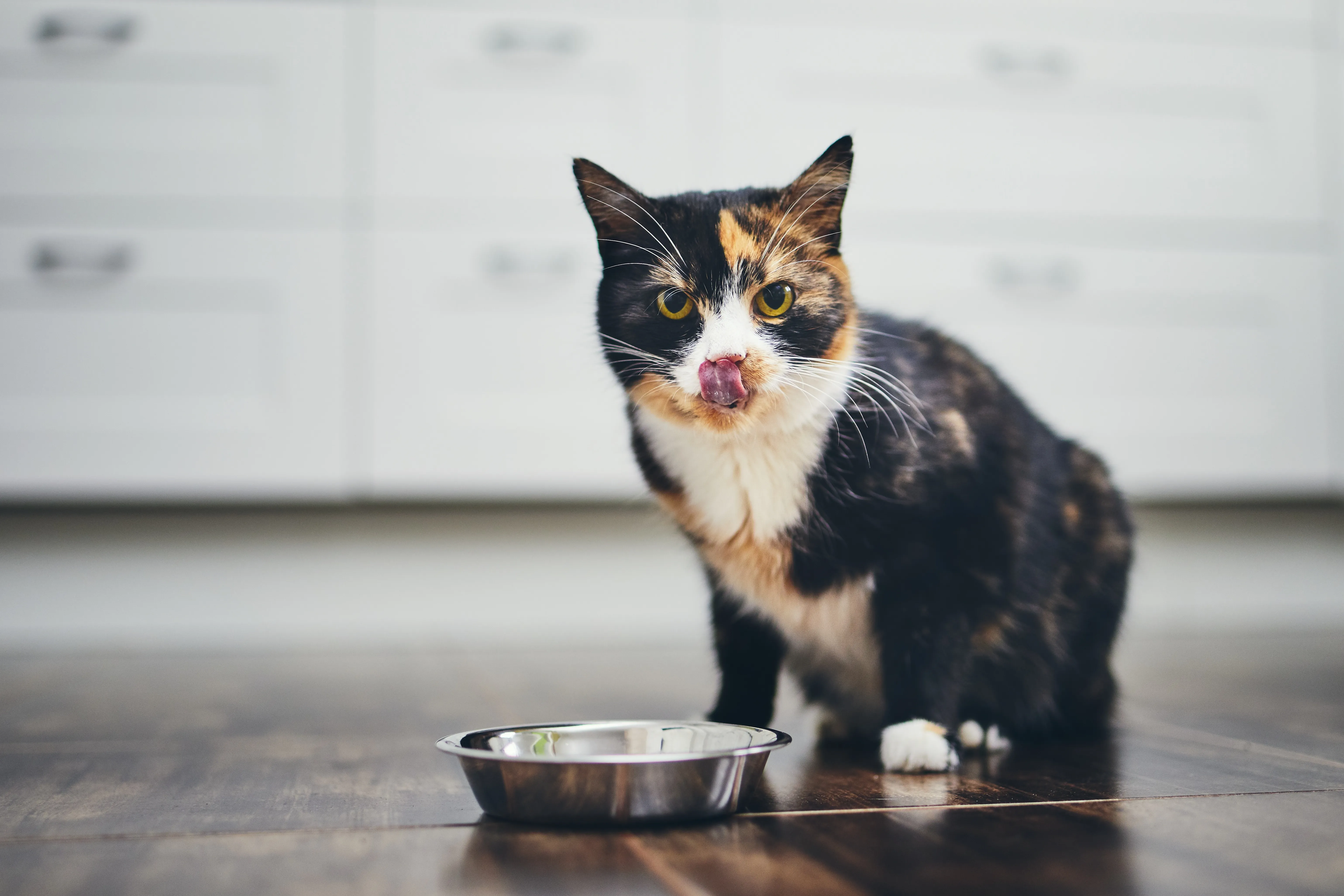 Les allergies chez le chat allergie chez le chat