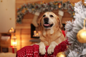 6 raisons de ne pas offrir un chien pour Noël