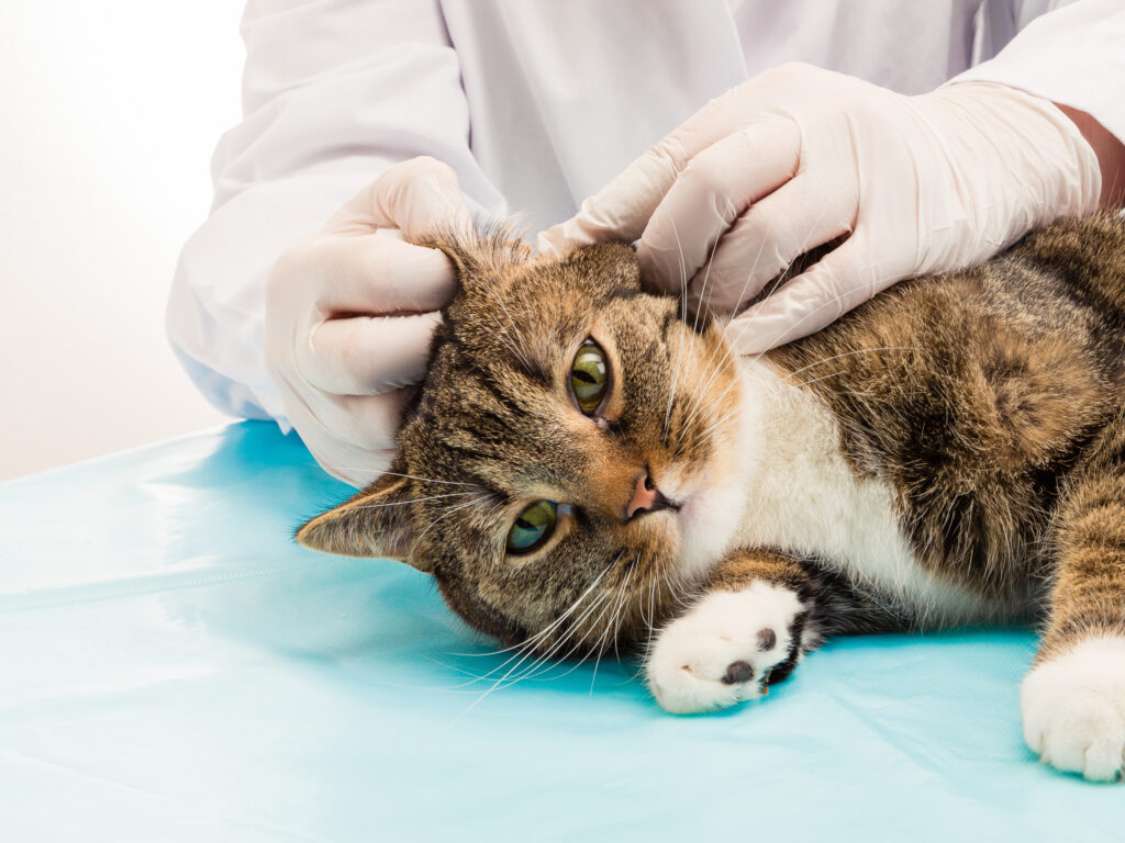 chat chez le vétérinaire se fait inspecter les oreilles
