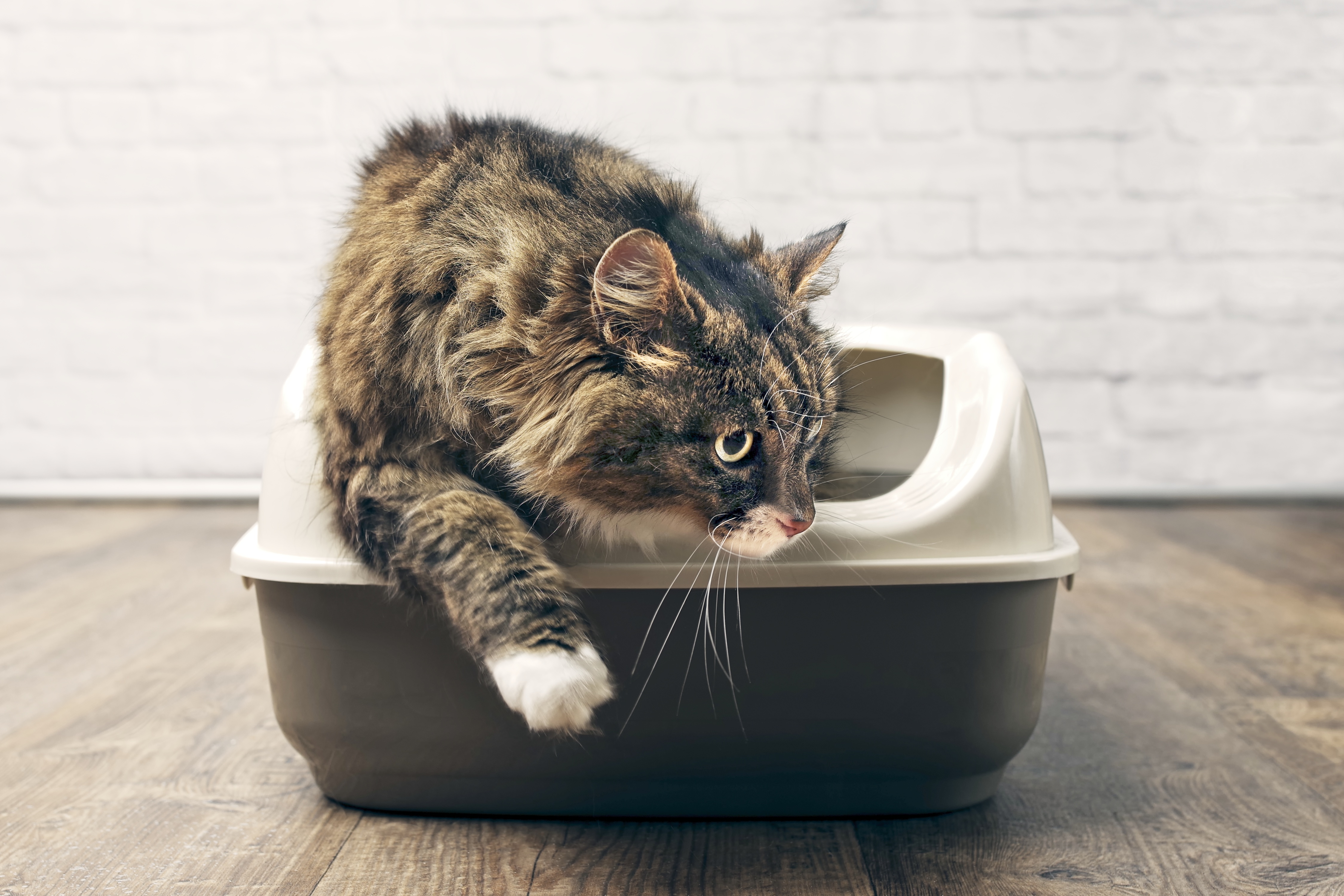 Diarrhée chez le chat : que faire ? | Magazine zooplus