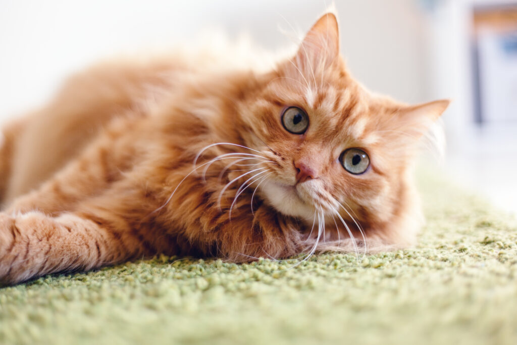 chat roux souffrant de diarrhée allongé sur une couverture